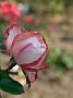 Rosa Nostalgie4